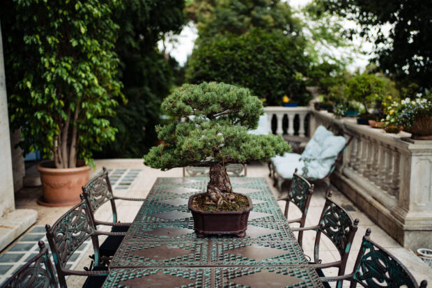 Dettaglio bonsai nel giardino giapponese - fotografo matrimonio villa ParadeisosRitratto ampio degli sposi nel giardino giapponese - fotografo matrimonio villa paradeisos, tra le Migliori Location Matrimonio Varese.