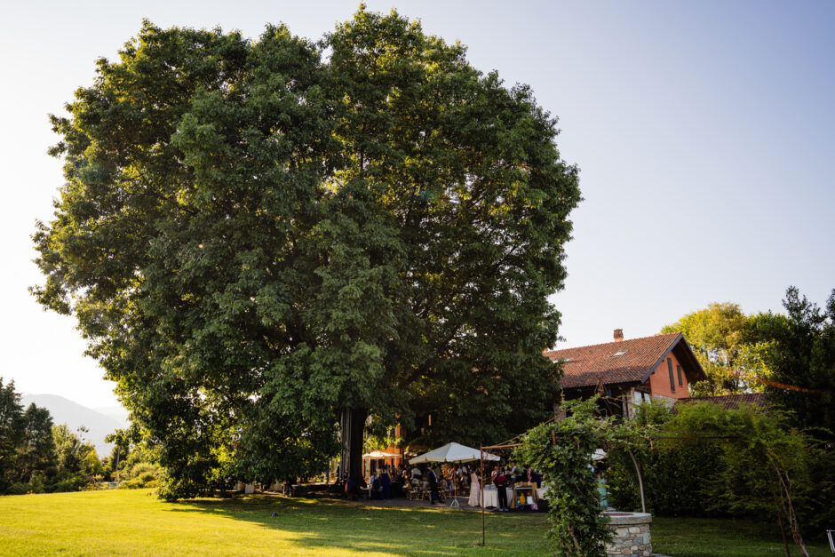 Veduta ampia della quercia secolare nel parco della tenuta.